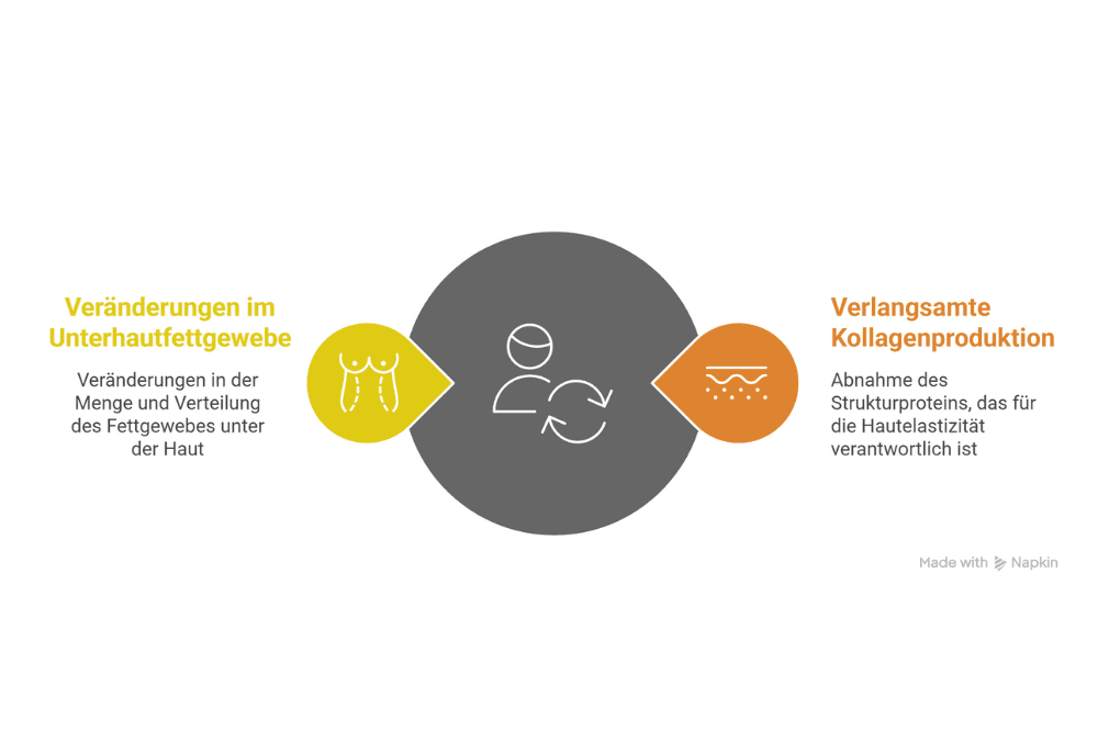Veränderungen im Unterhautfettgewebe und verlangsamte Kollagenproduktion