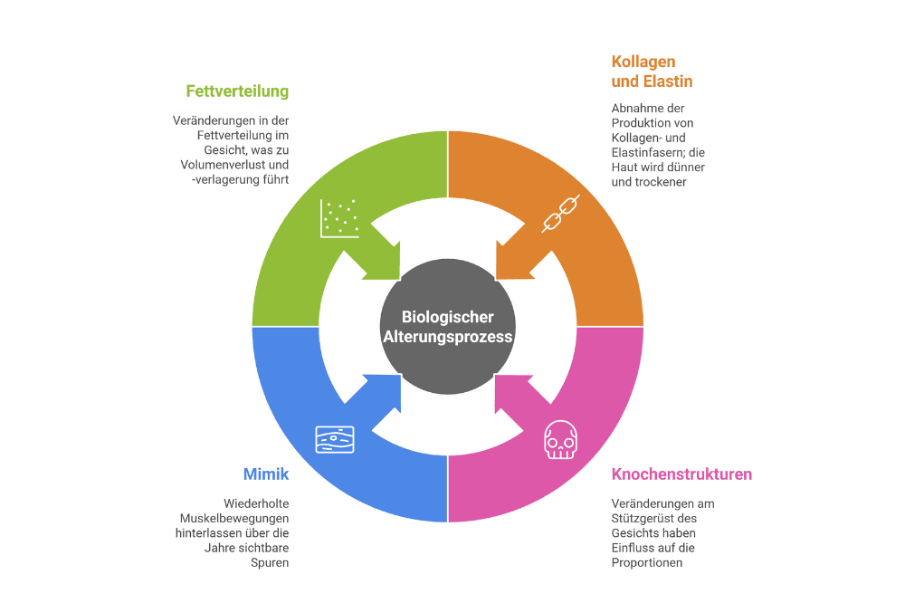 Biologischer Alterungsprozess im Gesicht